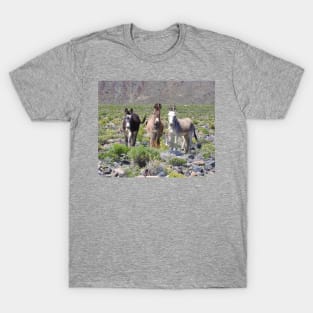 Wild burros, donkeys, wildlife, Nevada, Treasures of Marietta T-Shirt